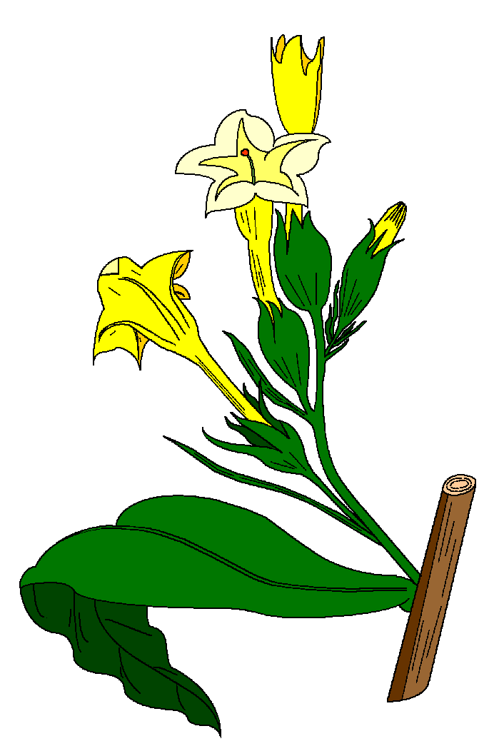 Dessin de la plante Nicotiana tabacum. Commentaire Tobacostop : À mâcher du tabac, on végète à rien...